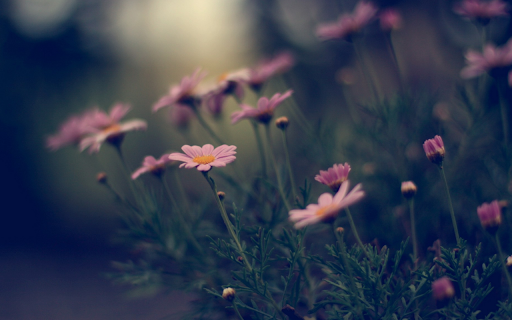 Dreamy Field of Daisies from Chrome web store to be run with OffiDocs Chromium online Dreamy Field of Daisies from Chrome web store to be run with OffiDocs Chromium online