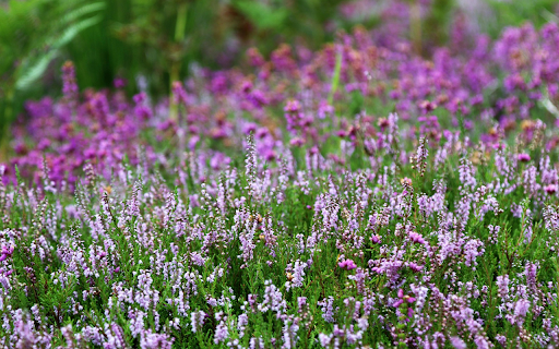 Dreamy purple flower garden  from Chrome web store to be run with OffiDocs Chromium online