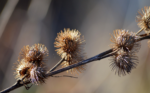 Dried Flower Branch  from Chrome web store to be run with OffiDocs Chromium online