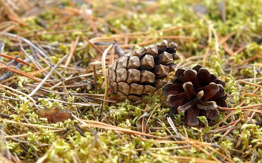 Dried pine nuts  from Chrome web store to be run with OffiDocs Chromium online