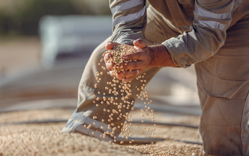 Dried Soybeans  from Chrome web store to be run with OffiDocs Chromium online