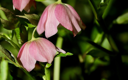 Drooping Flowers  from Chrome web store to be run with OffiDocs Chromium online