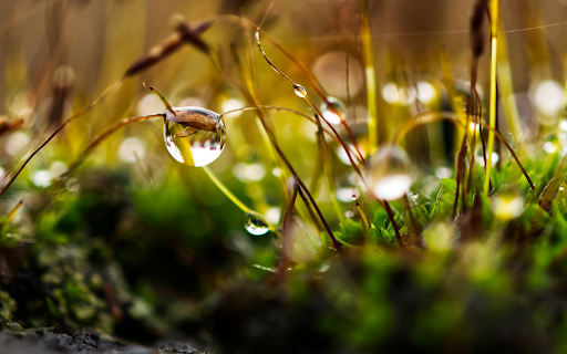 Drops of stagnant water  from Chrome web store to be run with OffiDocs Chromium online