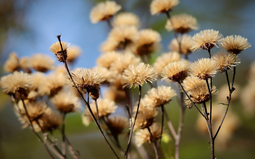 dry flower branches  from Chrome web store to be run with OffiDocs Chromium online