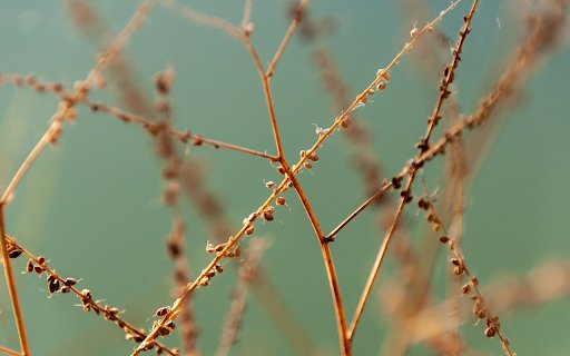 Dry grass seeds  from Chrome web store to be run with OffiDocs Chromium online