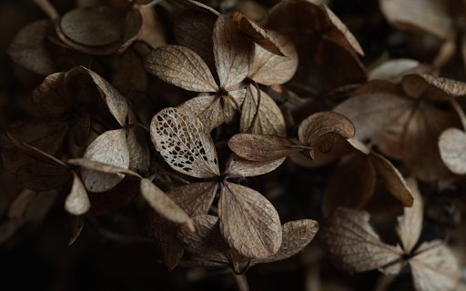 Dry leaves  from Chrome web store to be run with OffiDocs Chromium online
