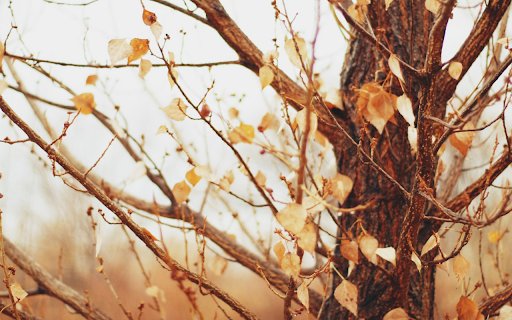 Dry Leaves on Winter Branches  from Chrome web store to be run with OffiDocs Chromium online