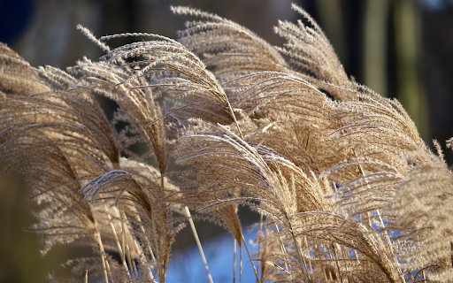 Dry reed grass  from Chrome web store to be run with OffiDocs Chromium online