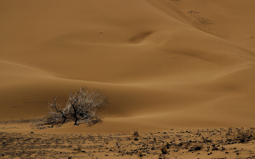 Dry tree in the desert from Chrome web store to be run with OffiDocs Chromium online Dry tree in the desert from Chrome web store to be run with OffiDocs Chromium online
