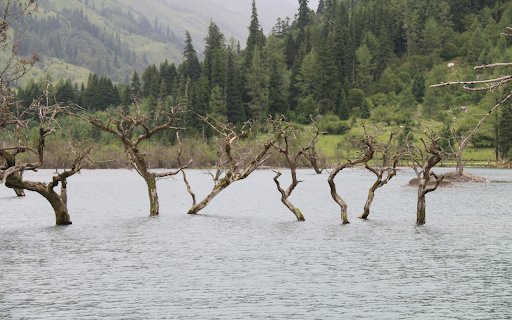 Dry trees are flooded  from Chrome web store to be run with OffiDocs Chromium online