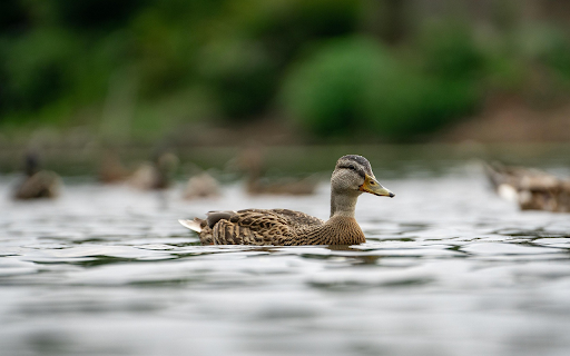 Duck on a Calm Lake from Chrome web store to be run with OffiDocs Chromium online Duck on a Calm Lake from Chrome web store to be run with OffiDocs Chromium online
