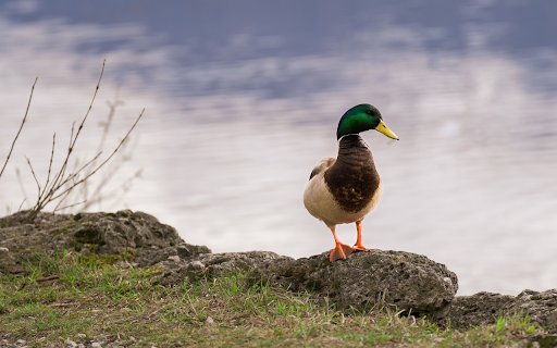 Duck on the lake shore  from Chrome web store to be run with OffiDocs Chromium online