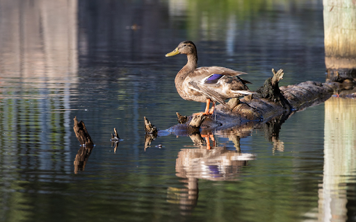 Duck on tree trunk  from Chrome web store to be run with OffiDocs Chromium online