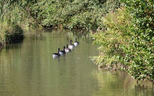 Ducks follow each other  from Chrome web store to be run with OffiDocs Chromium online