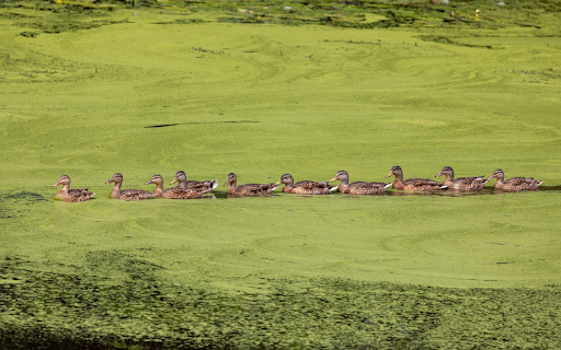 Ducks in duck pond  from Chrome web store to be run with OffiDocs Chromium online
