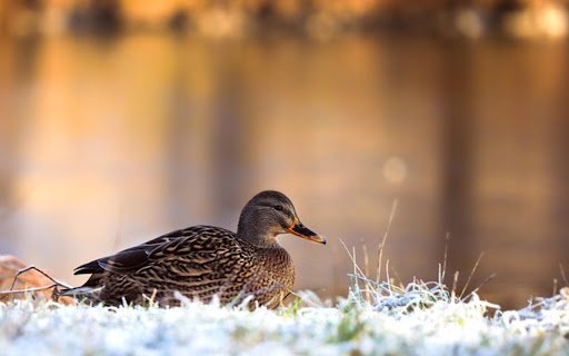 DUCK THEME  from Chrome web store to be run with OffiDocs Chromium online
