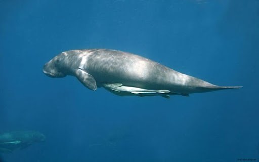 dugong wallpaper  from Chrome web store to be run with OffiDocs Chromium online