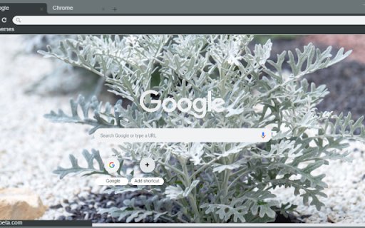 Dusty Miller  from Chrome web store to be run with OffiDocs Chromium online