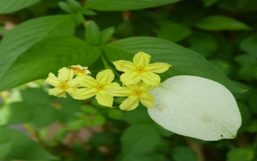 Dwarf yellow mussaenda wallpapers  from Chrome web store to be run with OffiDocs Chromium online