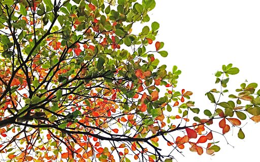 Eagletree  from Chrome web store to be run with OffiDocs Chromium online Eagletree  from Chrome web store to be run with OffiDocs Chromium online