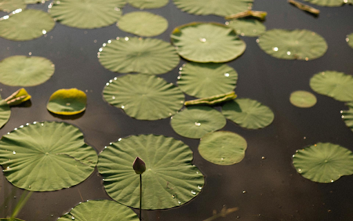 Early Season Lotus  from Chrome web store to be run with OffiDocs Chromium online