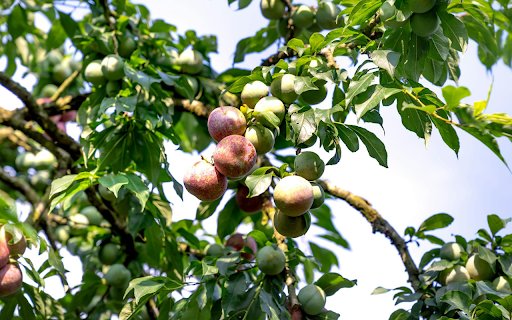 Early Season Plums  from Chrome web store to be run with OffiDocs Chromium online