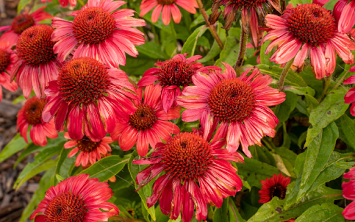 Echinacea purpurea – Beauty and Wellness in Bloom  from Chrome web store to be run with OffiDocs Chromium online