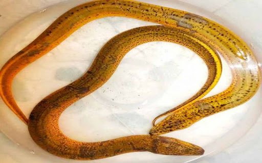 eel wallpaper  from Chrome web store to be run with OffiDocs Chromium online