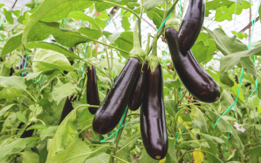 Eggplant Tree  from Chrome web store to be run with OffiDocs Chromium online