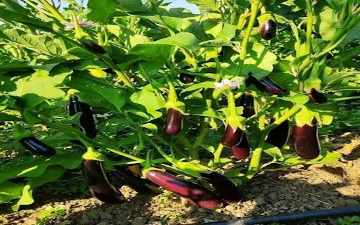 eggplant wallpaper  from Chrome web store to be run with OffiDocs Chromium online