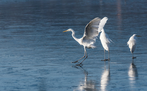 Egrets on Ice  from Chrome web store to be run with OffiDocs Chromium online