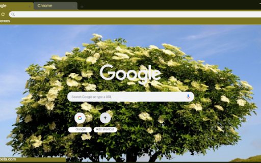 Elderberry Tree  from Chrome web store to be run with OffiDocs Chromium online