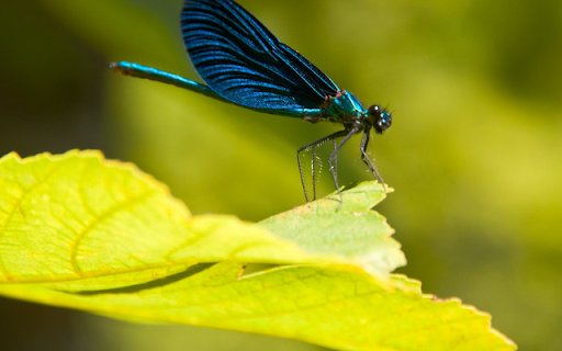 Electric Blue Dragonfly  from Chrome web store to be run with OffiDocs Chromium online