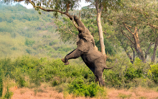 Elephant and the Long Tusk  from Chrome web store to be run with OffiDocs Chromium online