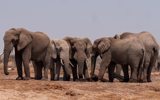 Elephant Gathering from Chrome web store to be run with OffiDocs Chromium online Elephant Gathering from Chrome web store to be run with OffiDocs Chromium online
