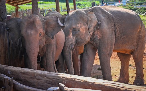 Elephants in the Village  from Chrome web store to be run with OffiDocs Chromium online