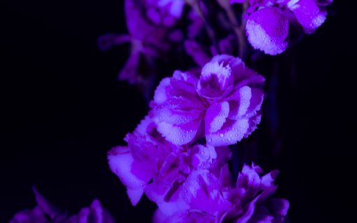 Embrace Elegance with the Flower Purple  from Chrome web store to be run with OffiDocs Chromium online