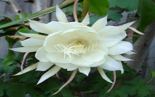 Epihyllum flower wallpaper  from Chrome web store to be run with OffiDocs Chromium online