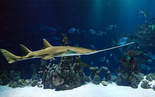 Explore the ocean  from Chrome web store to be run with OffiDocs Chromium online