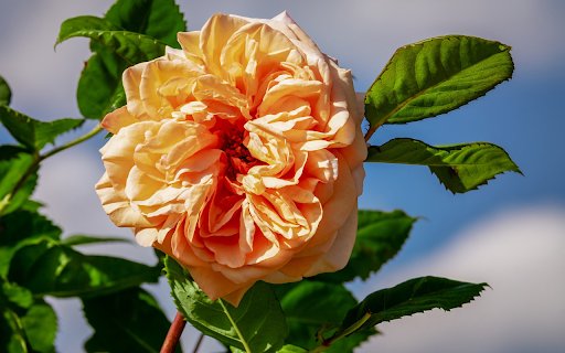 Fading yellow roses  from Chrome web store to be run with OffiDocs Chromium online