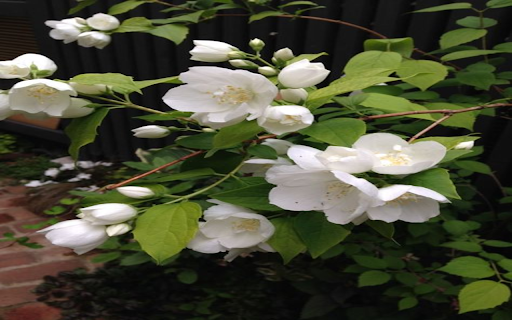 Fake jasmine wallpaper  from Chrome web store to be run with OffiDocs Chromium online