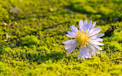 Falling flowers  from Chrome web store to be run with OffiDocs Chromium online