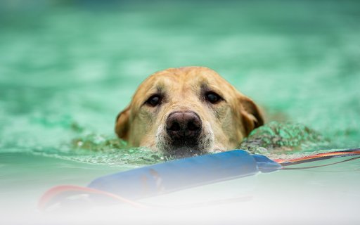 Fast Swimming Dog  from Chrome web store to be run with OffiDocs Chromium online