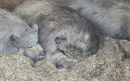 Fat black pigs  from Chrome web store to be run with OffiDocs Chromium online
