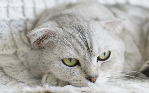 Fat cat  from Chrome web store to be run with OffiDocs Chromium online