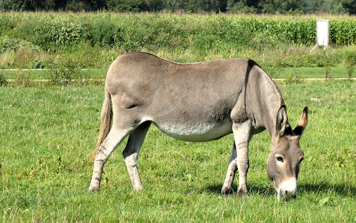 fat donkey  from Chrome web store to be run with OffiDocs Chromium online