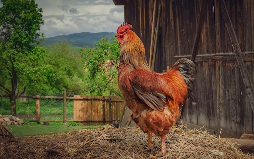 Fat Rooster  from Chrome web store to be run with OffiDocs Chromium online