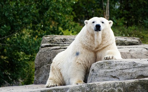 Fat white bear from Chrome web store to be run with OffiDocs Chromium online Fat white bear from Chrome web store to be run with OffiDocs Chromium online