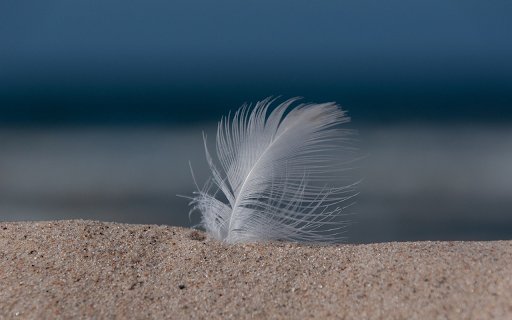 Feathers stuck in the sand  from Chrome web store to be run with OffiDocs Chromium online