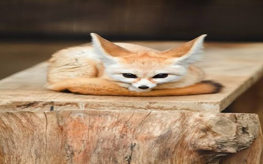 Fennec fox wallpaper  from Chrome web store to be run with OffiDocs Chromium online